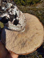 Leccinum manzanitae