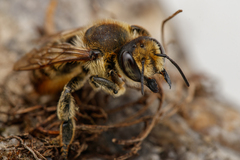 Megachile maritima