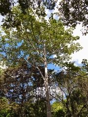 Sterculia apetala