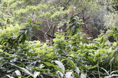 Acanthus polystachyus