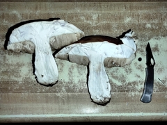 Leccinum manzanitae