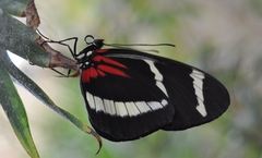Heliconius hewitsoni