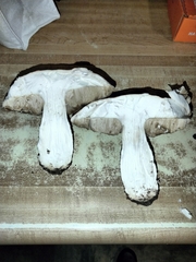 Leccinum manzanitae