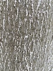 Cryptococcus fagisuga