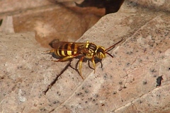 Nomada luteoloides