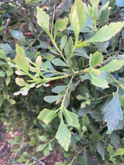 Phyllocladus aspleniifolius
