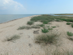 Polygonum equisetiforme