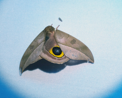 Automeris melanops
