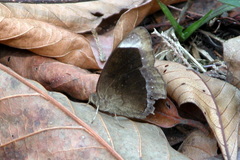 Mycalesis anaxias