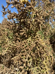 Allenrolfea occidentalis