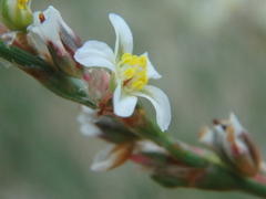 Polygonum equisetiforme