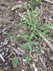 Portulaca cryptopetala