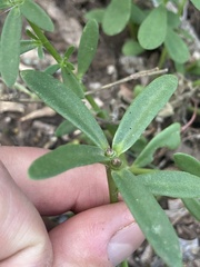 Portulaca cryptopetala