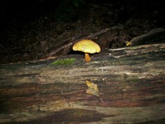 Gymnopilus liquiritiae