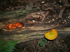 Gymnopilus liquiritiae