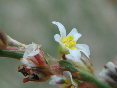 Polygonum equisetiforme