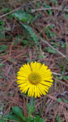 Osbertia stolonifera