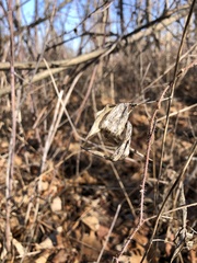 Vincetoxicum rossicum