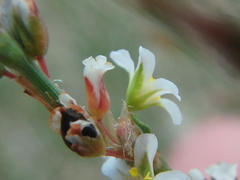 Polygonum equisetiforme