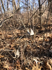 Vincetoxicum rossicum
