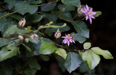 Grewia occidentalis occidentalis