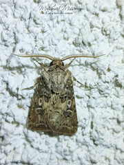 Agrotis bigramma