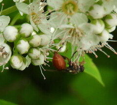 Sphegina