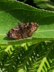 Noctuana haematospila