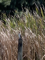 Microcarbo africanus