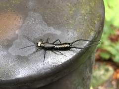 Paratimomenus flavocapitata