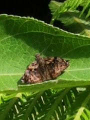 Noctuana haematospila