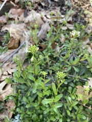 Thlaspi arvense