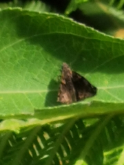 Noctuana haematospila