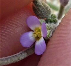 Malcolmia ramosissima