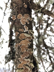 Steccherinum ochraceum