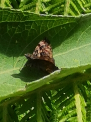Noctuana haematospila