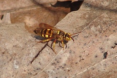 Nomada luteoloides