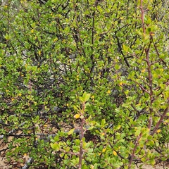 Bursera epinnata