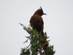 Pseudoseisura lophotes