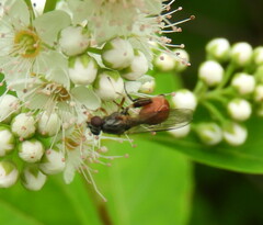 Sphegina