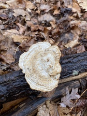 Trametes lactinea