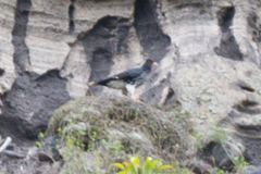 Daptrius carunculatus