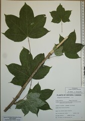 Kalopanax septemlobus