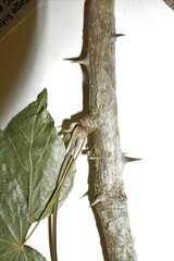 Kalopanax septemlobus