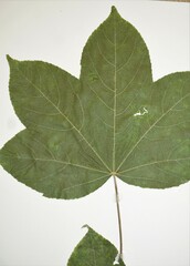 Kalopanax septemlobus