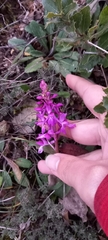 Orchis mascula