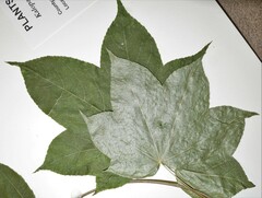 Kalopanax septemlobus