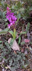 Orchis mascula