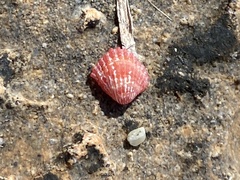 Acanthocardia tuberculata