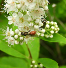 Sphegina